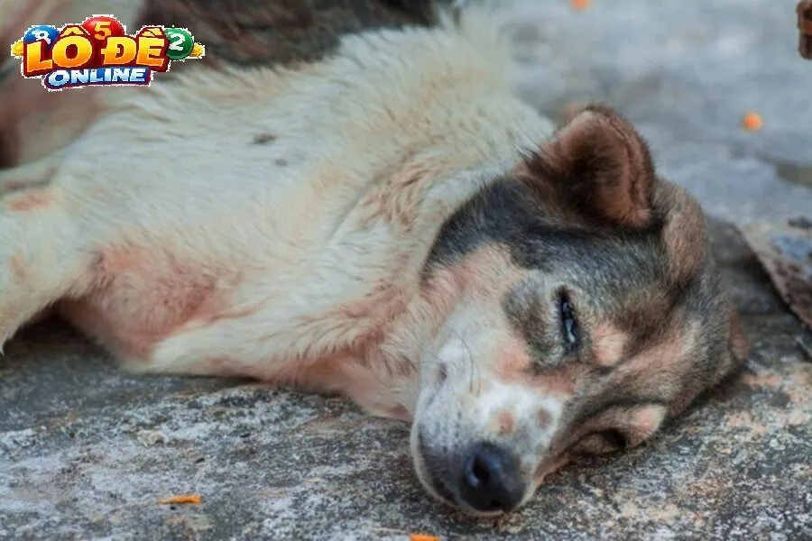 Ý Nghĩa Phong Thủy Và Tâm Lý Khi Mơ Thấy Chó Chết
