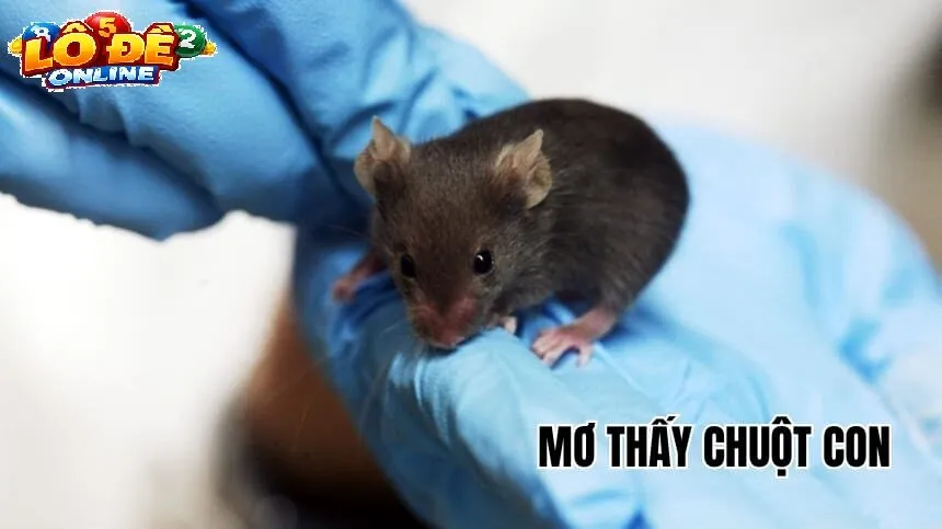 Ý Nghĩa Phong Thủy Và Tâm Lý Khi Mơ Thấy Chuột