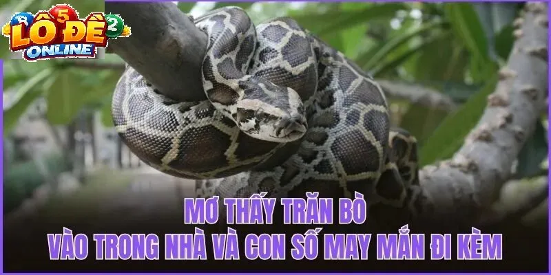 Ý Nghĩa Phong Thủy Và Tâm Lý Khi Mơ Thấy Rắn