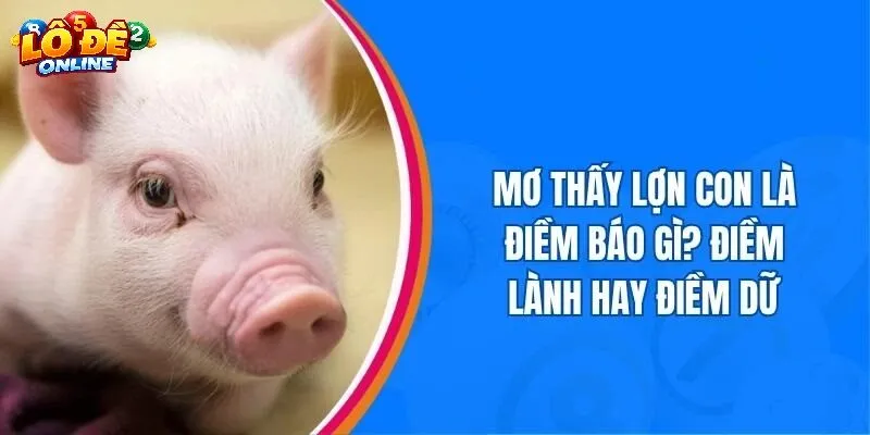 Bí Quyết Áp Dụng Số Mơ Lợn Hiệu Quả Trong Lô Đề Online